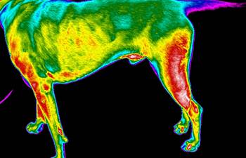 Hollywood FL Area’s Top Vet on Thermography and Pet Pain Treatment