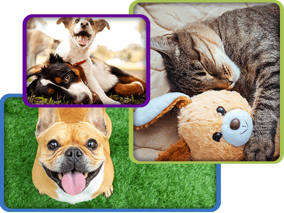 Image collage of dogs and cats