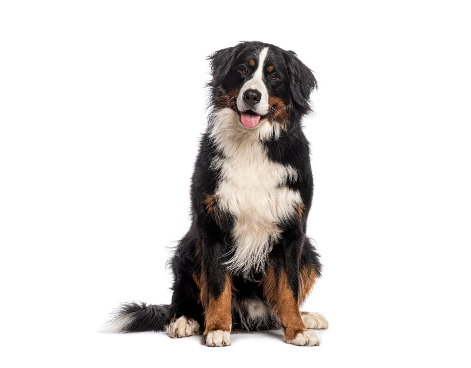 Veterinarian Fort Lauderdale | Animal Hospital Davie